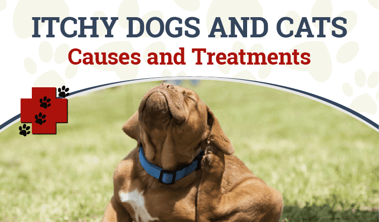 Treatments for itchy dogs top