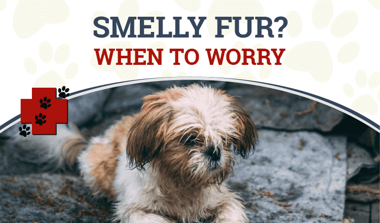 Shih tzu greasy coat on sale