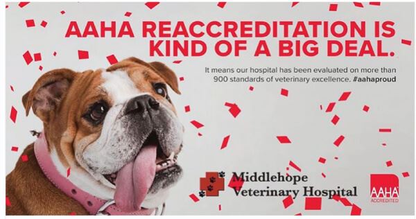 AAHA reaccreditation is kind of a big deal.